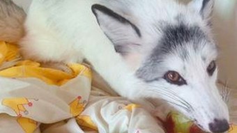 娱乐酱吃瓜酱崛起背后：从爆料源头到粉丝文化的演变解读